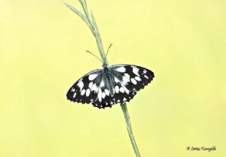 Orman Melikesi (Melanargia galathea)