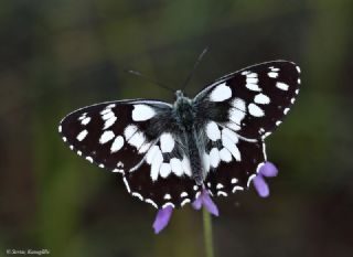 Orman Melikesi (Melanargia galathea)