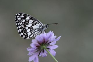 Orman Melikesi (Melanargia galathea)