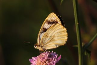 Orman Melikesi (Melanargia galathea)