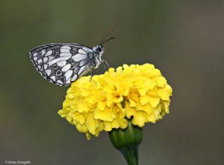 Orman Melikesi (Melanargia galathea)