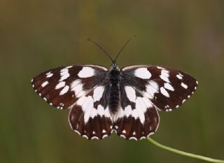 Orman Melikesi (Melanargia galathea)