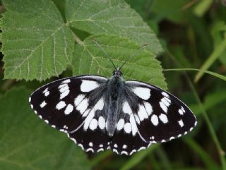 Orman Melikesi&nbsp;(Melanargia&nbsp;galathea)