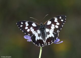 Orman Melikesi (Melanargia galathea)