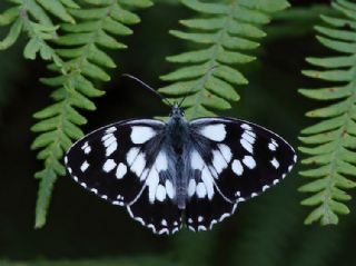 Orman Melikesi&nbsp;(Melanargia&nbsp;galathea)