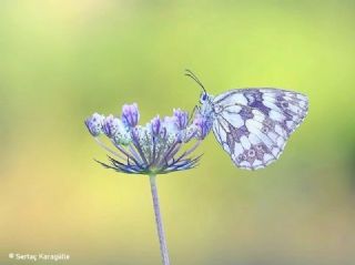 Orman Melikesi&nbsp;(Melanargia&nbsp;galathea)