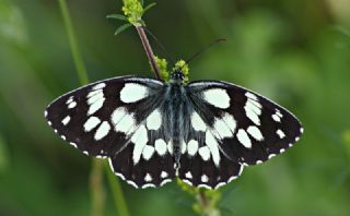 Orman Melikesi (Melanargia galathea)