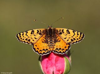 Benekli parhan (Melitaea didyma)