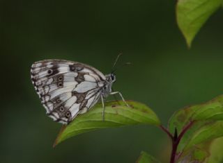 Orman Melikesi (Melanargia galathea)