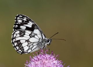 Orman Melikesi (Melanargia galathea)