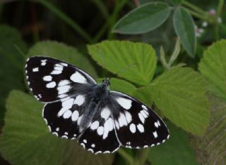 Orman Melikesi&nbsp;(Melanargia&nbsp;galathea)