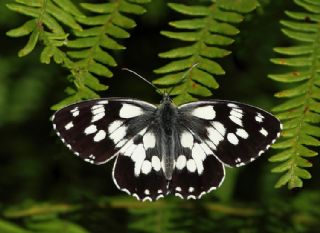 Orman Melikesi&nbsp;(Melanargia&nbsp;galathea)