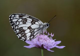 Orman Melikesi (Melanargia galathea)