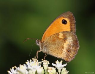 Pironiya (Pyronia tithonus)