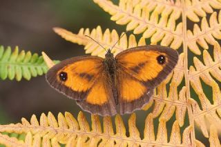 Pironiya (Pyronia tithonus)