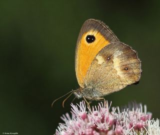 Pironiya (Pyronia tithonus)