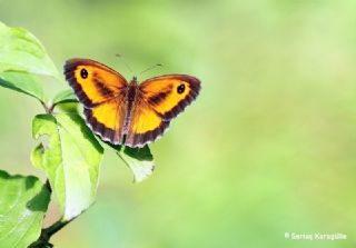 Pironiya (Pyronia tithonus)