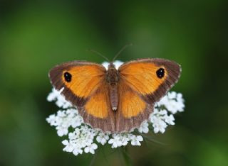 Pironiya (Pyronia tithonus)