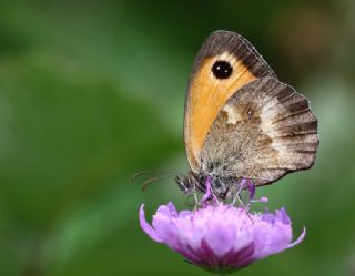 Pironiya (Pyronia tithonus)