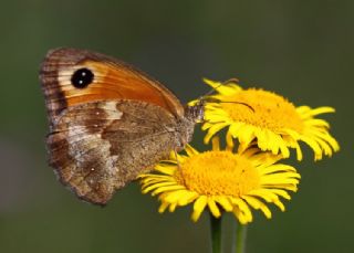 Pironiya (Pyronia tithonus)