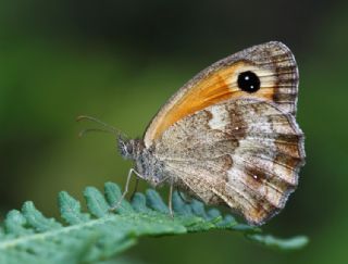 Pironiya (Pyronia tithonus)