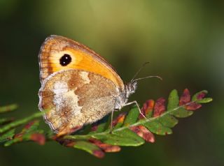 Pironiya (Pyronia tithonus)