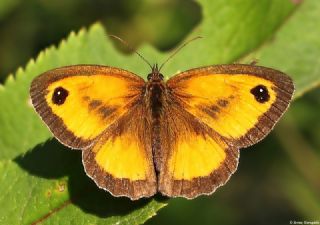 Pironiya (Pyronia tithonus)
