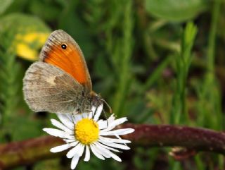 Kk Zpzp Perisi (Coenonympha pamphilus)