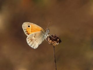 Kk Zpzp Perisi (Coenonympha pamphilus)