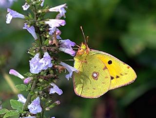 Sar Azamet (Colias croceus)