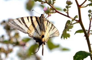 Erik Krlangkuyruk (Iphiclides podalirius)