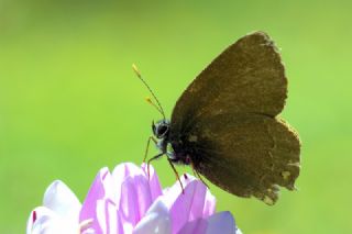 Minik Sevbeni (Satyrium acaciae)