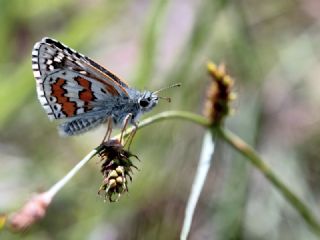 Sarbandl Zpzp (Pyrgus sidae)