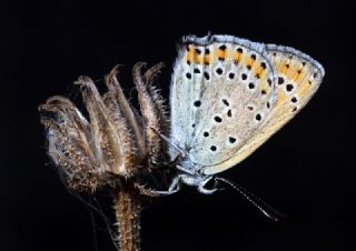 Kk Ate Gzeli (Lycaena thersamon)
