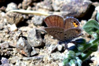 Mcevher Kelebei (Chilades trochylus)