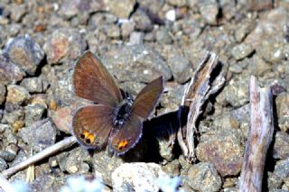 Mcevher Kelebei (Chilades trochylus)