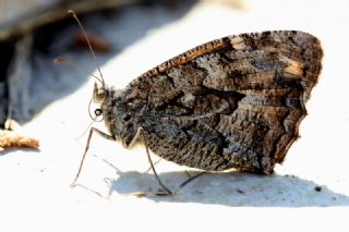 Gney Kzlmelei (Hipparchia senthes)