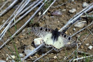 Yalanc Apollo (Archon apollinus)