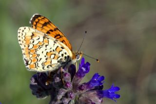 Cezayirli parhan (Melitaea ornata)