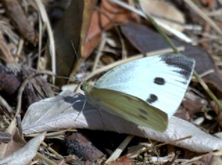 Byk Beyazmelek  (Pieris brassicae)