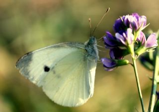Kk Beyazmelek (Pieris rapae)