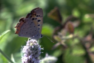 Benekli Bakr Gzeli (Lycaena phlaeas)