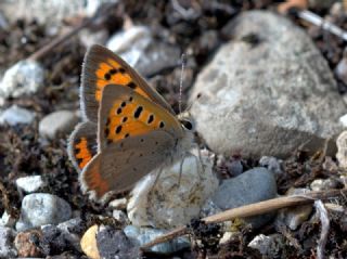 Benekli Bakr Gzeli (Lycaena phlaeas)