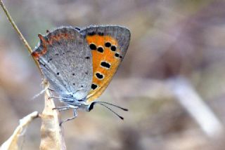 Benekli Bakr Gzeli (Lycaena phlaeas)