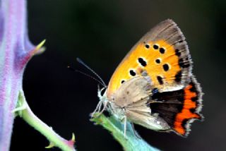 Benekli Bakr Gzeli (Lycaena phlaeas)