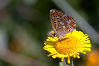 okgzl Balkan Mavisi (Aricia anteros )