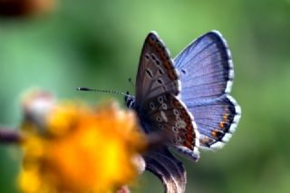 okgzl Balkan Mavisi (Aricia anteros )