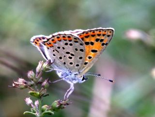 sli Bakr Gzeli (Lycaena tityrus)