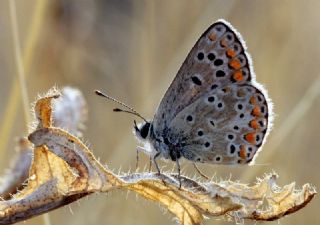 okgzl Esmer (Aricia agestis)