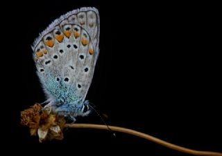 okgzl Mavi (Polyommatus icarus)